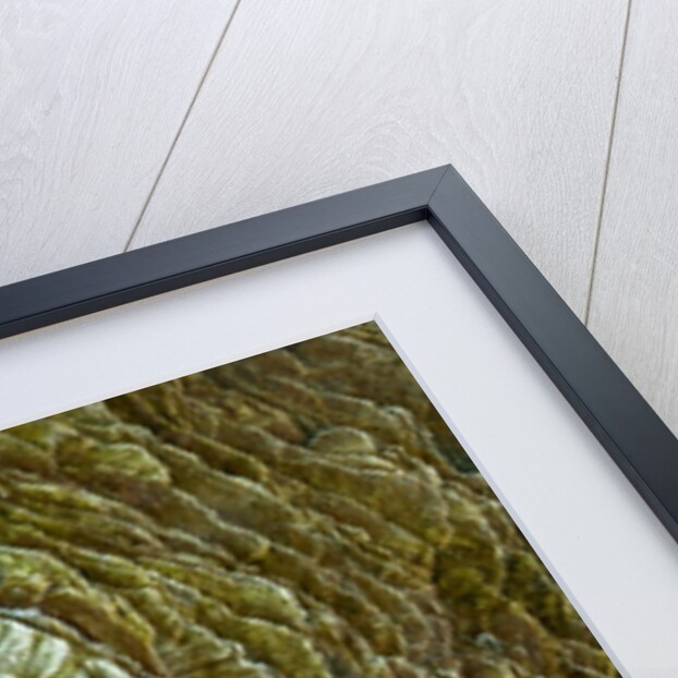 Frosty rock surface by Assaf Frank